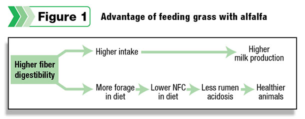 advantage of feeding grass with alfalfa