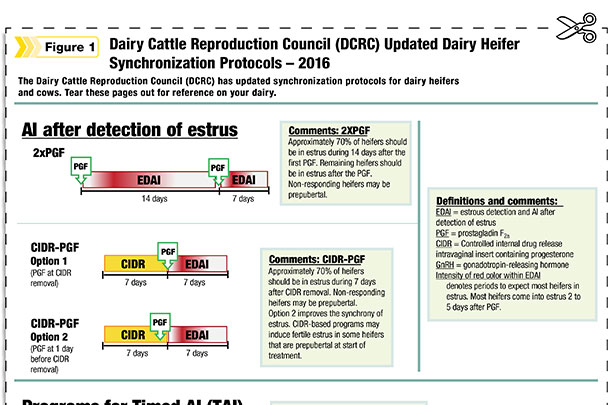 synchronization for dairy heifers and cows.