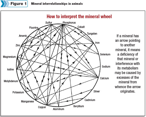 Mineral interrelationships in animals