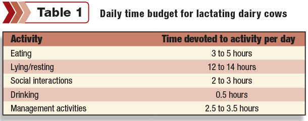 Daily time budget for lactating dairy cows