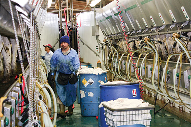 At Grand View Dairy, milk quality is maintained with a consistent parlor routine and focus on cleanliness. 
