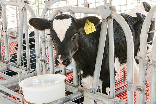 Calves are bucket-trained with their first milk feeding at 2 days old. After that, they have constant access to water. At 3 days old, they also have access to starter.