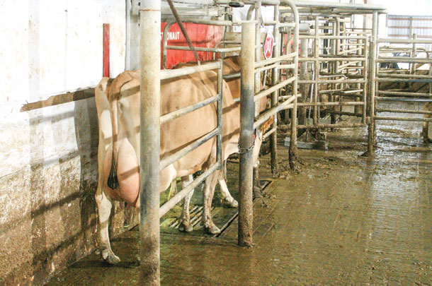 A Jersey cow waits her tuen outside the automatic milking system
