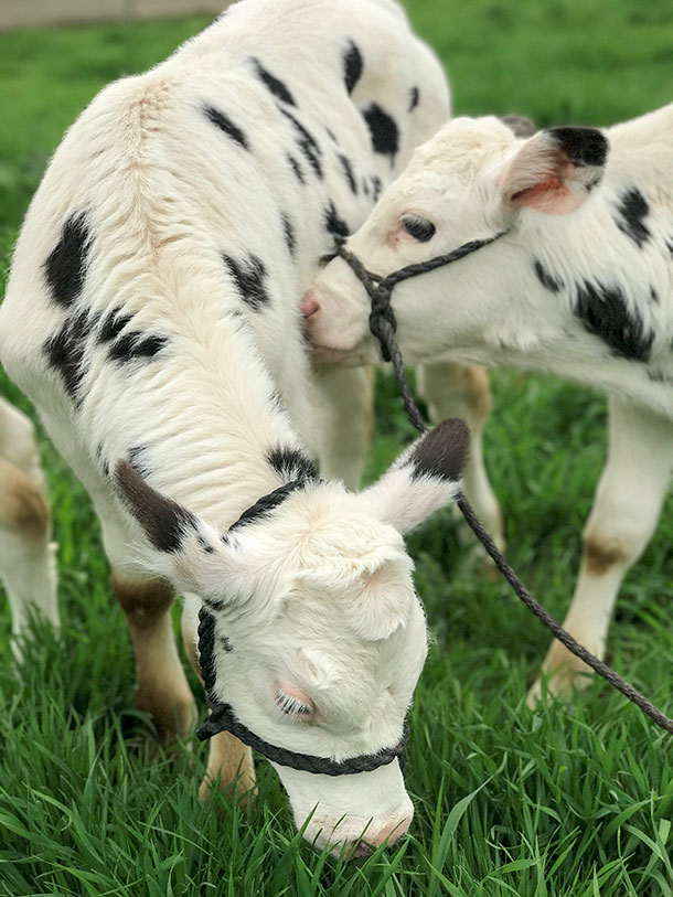 two Holstein calves