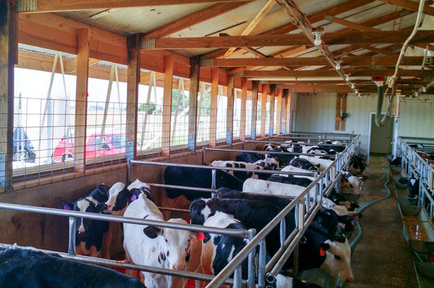veal calves in group housing