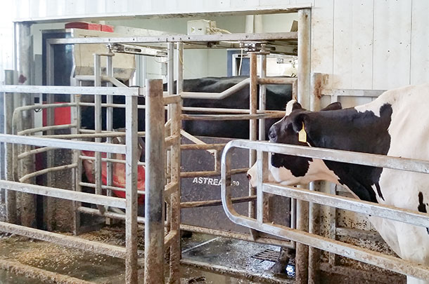 automatic milking system
