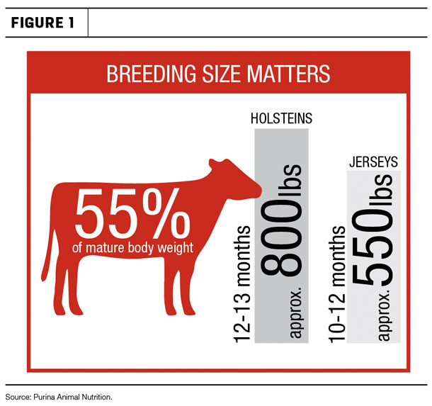 Breeding size matters