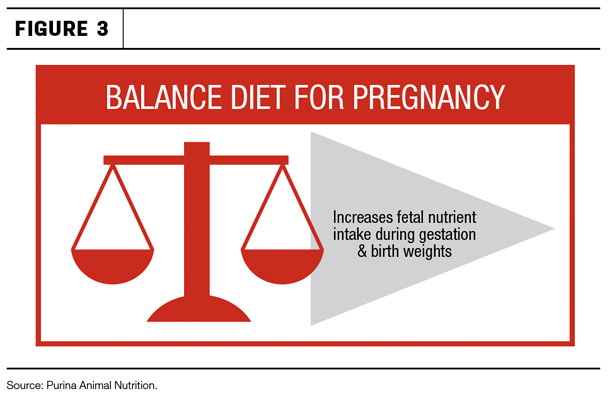 Balance diet for pregnancy
