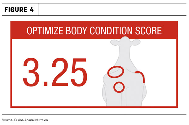 Optimize body condition score
