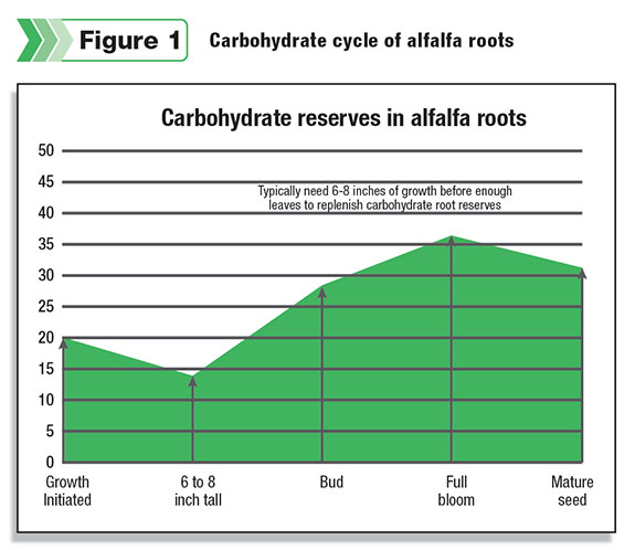 Carbohydrate cycle of alfalfa roots