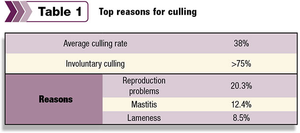 dairy cow culling