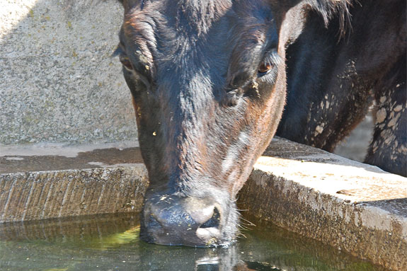 Cow at a watering trough