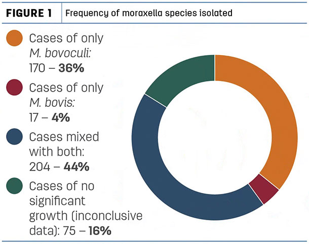 Frequesncy of moraxella species isolated
