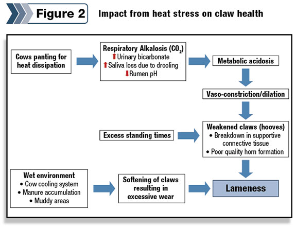 Impact from heat stress on claw health