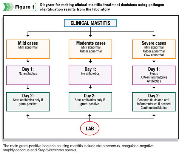 Diagram for making clinical mastitis treatment decisions
