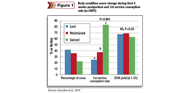 significant improvements in first-service conception rates among cows that maintained or gained body condition between calving and three weeks postfresh