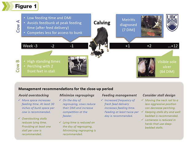 management recommendations for the close-up period