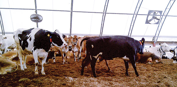 Dairy cows laying on compost bedded pack bedding