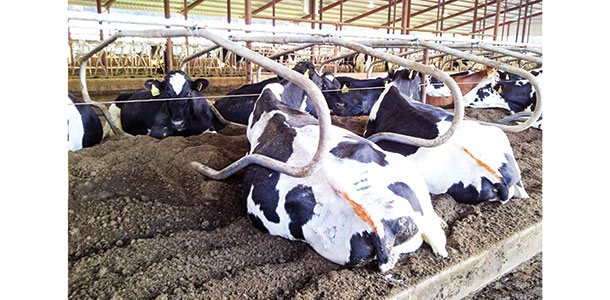 dairy cows laying on recycled manure solids bedding