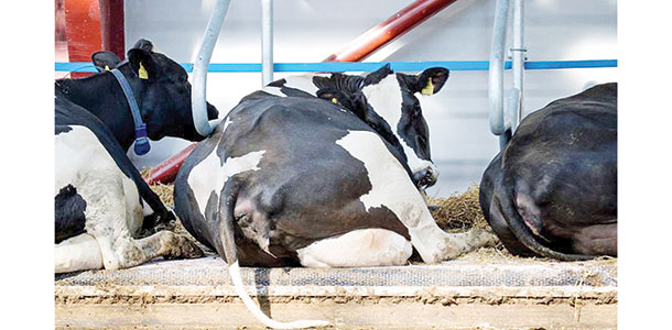 dairy cow laying on a mattress