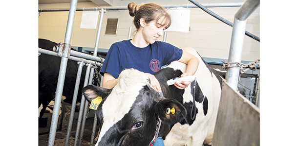 Kristy Perano monitors a cow’s heat stress level