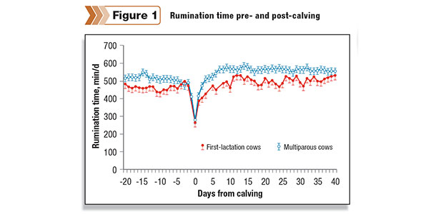 cows with reduced rumination before calving maintained reduced rumination time after calving and suffered a greater frequency of disease than cows with greater rumination time in late pregnancy