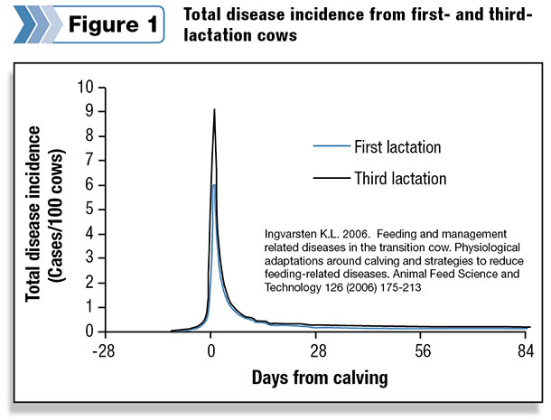 Total disease incidence from first and third lactation cows