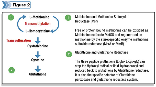 It has also been shown in other species that methionine metabolism also plays a key role in decreasing oxidative stress