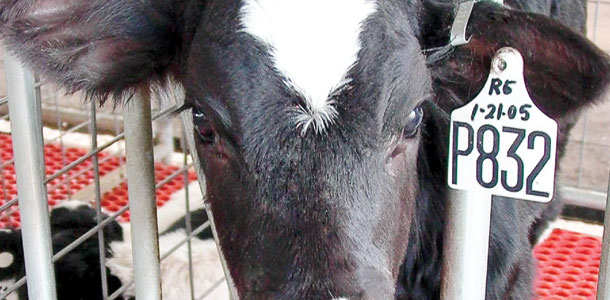 calf at shamrock farms