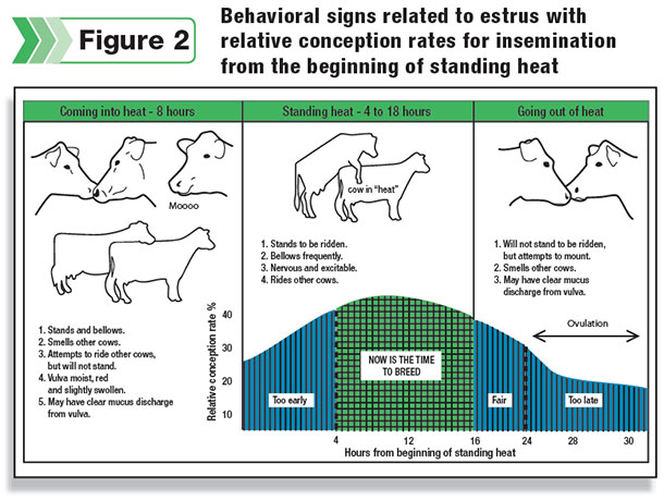 signs related to estrus in cows
