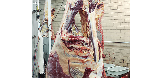 trimmed cow carcass