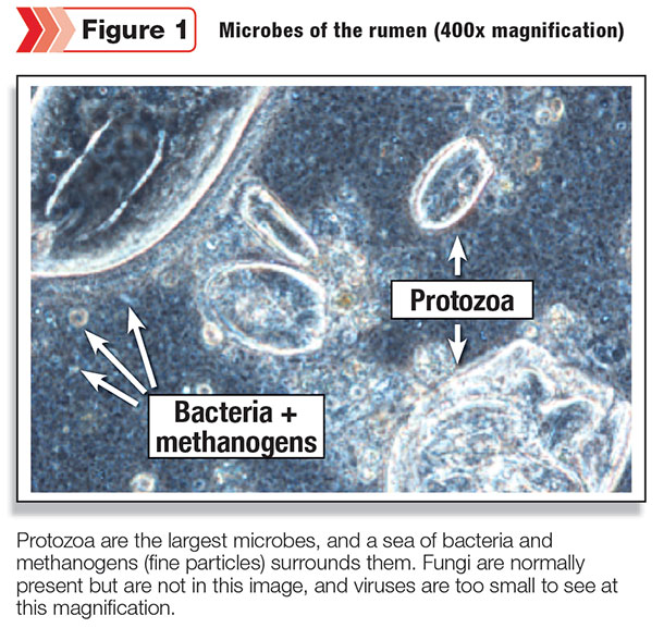Microbes of the rumen