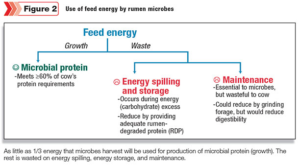 Feed energy use by rumen microbes
