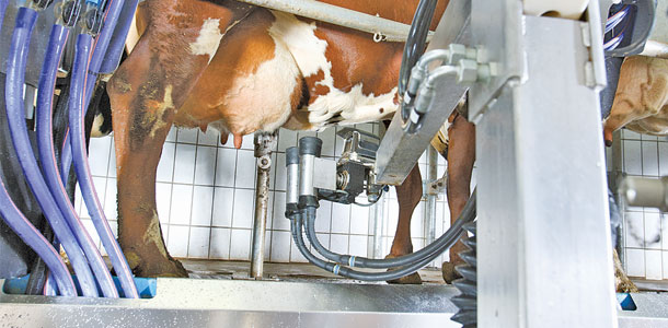 robotic cow milking