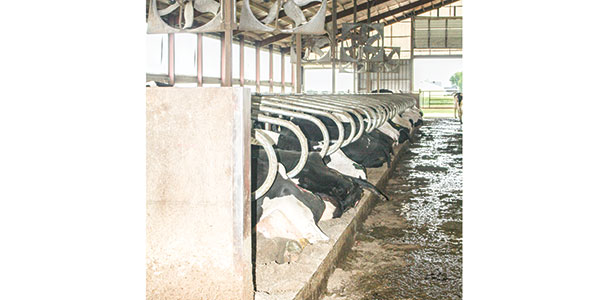 Cows laying in stalls
