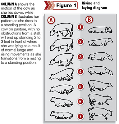 Cow rising and laying diagram