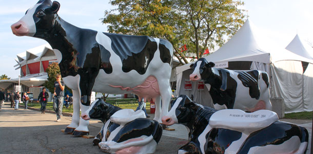 Giant cow statues