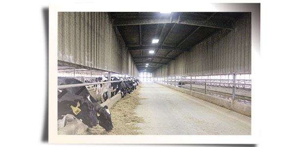 dairy cow barn