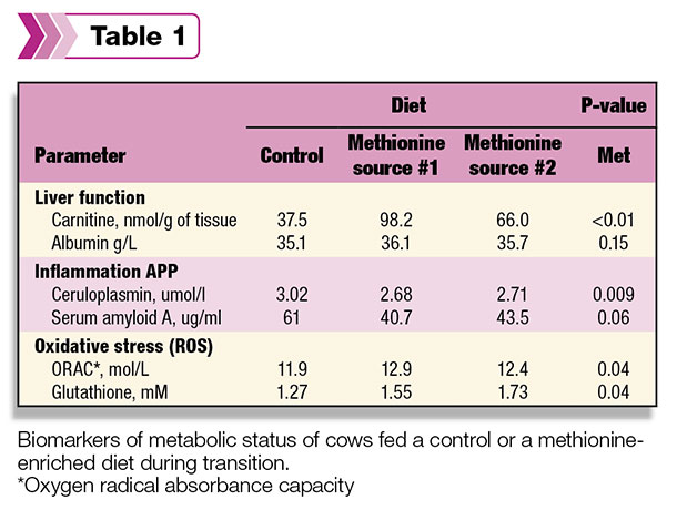 cow metabolic status