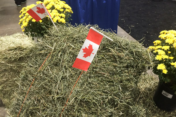 Canadian hay
