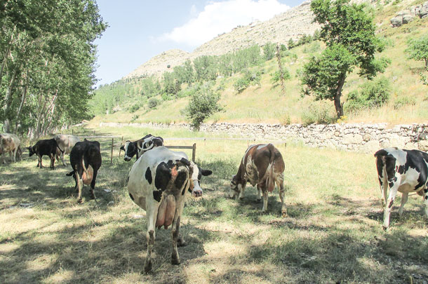 cows in Lebanon