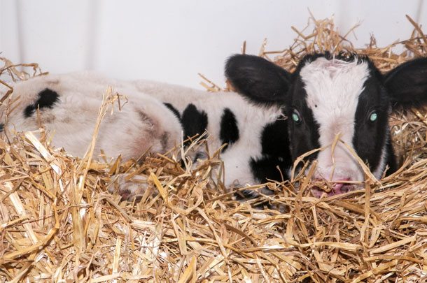 dry newborn calf