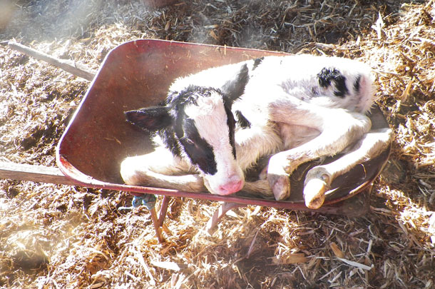 calf in wheelbarrow