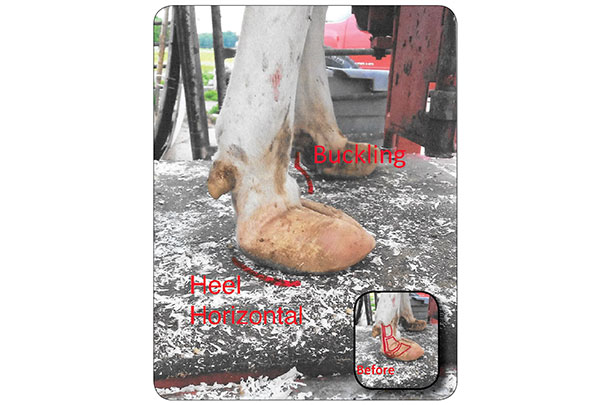 Overgrowth is causing cows foot to buckle