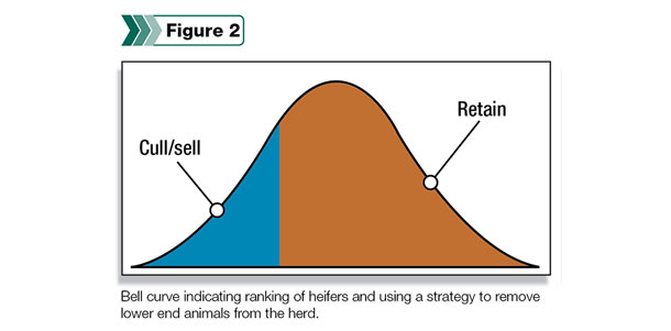 Bell curve indicating ranking