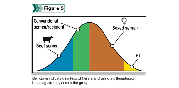 Bell curve indicating ranking of heifers