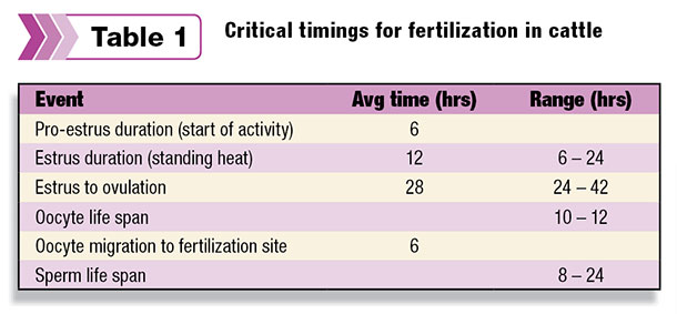 Critical timings for fertilization in cattle