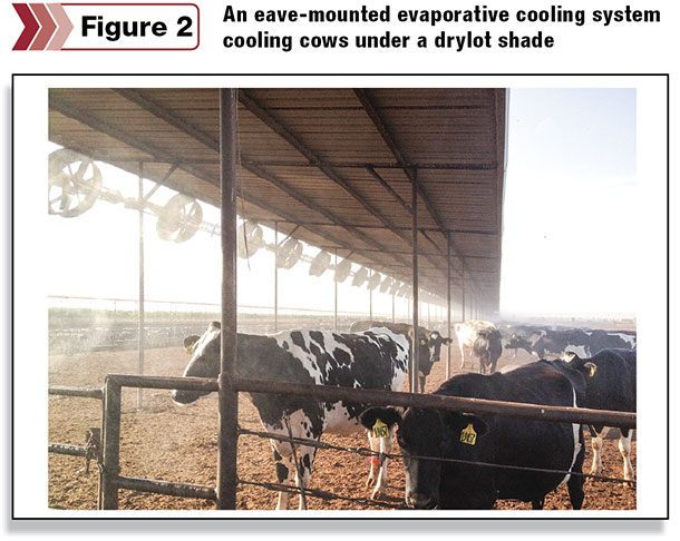 An eave-mounted evaporative cooling system cooling cows under a drylot shade
