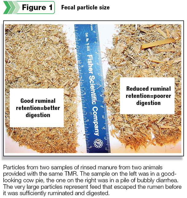 Fecal particle size