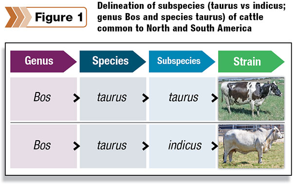 Delineation of subspecies 